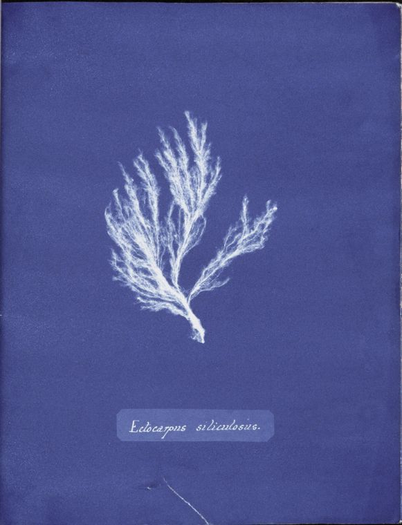 British algae cyanotypes