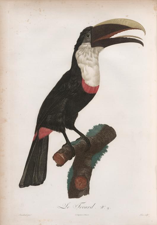 NYPL tropical bird illustrations