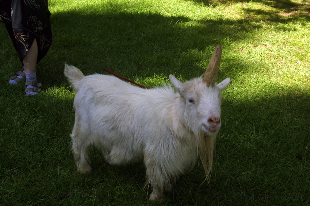 unicorn, goat, unicorn goat, real unicorns