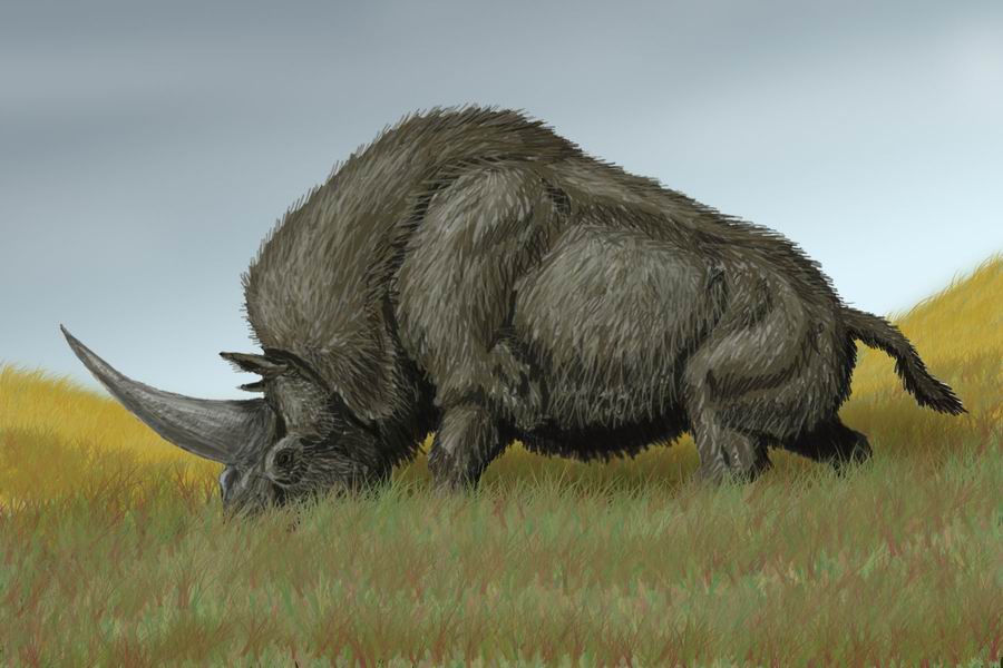 unicorn, real unicorn, rhino, one horn