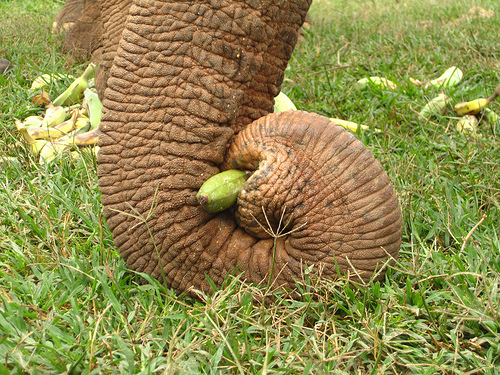 elephant, thailand, gay thailand, gay asia, gay travel