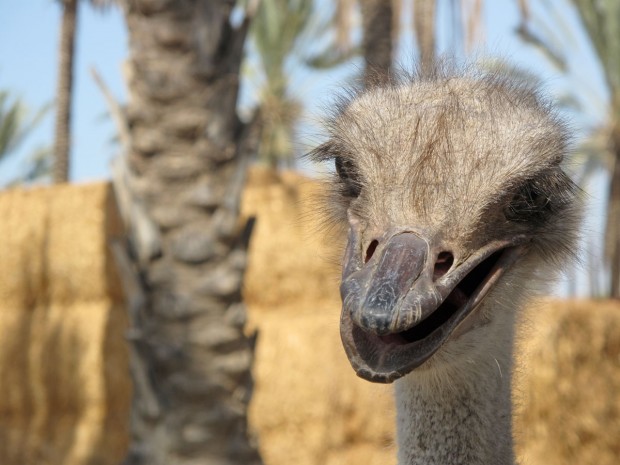 Sea of Galilee, Israel, ostrich