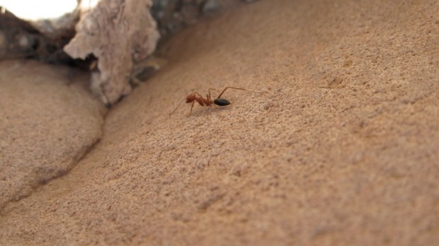 Chefchaouen, Morocco, ant