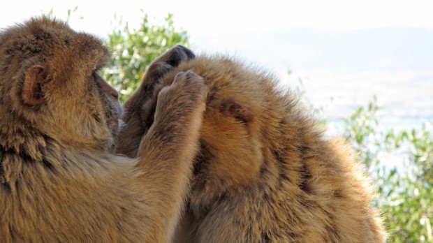 Gibraltar, spain, monkeys