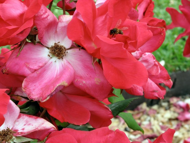 Valencia, Spain, flowers