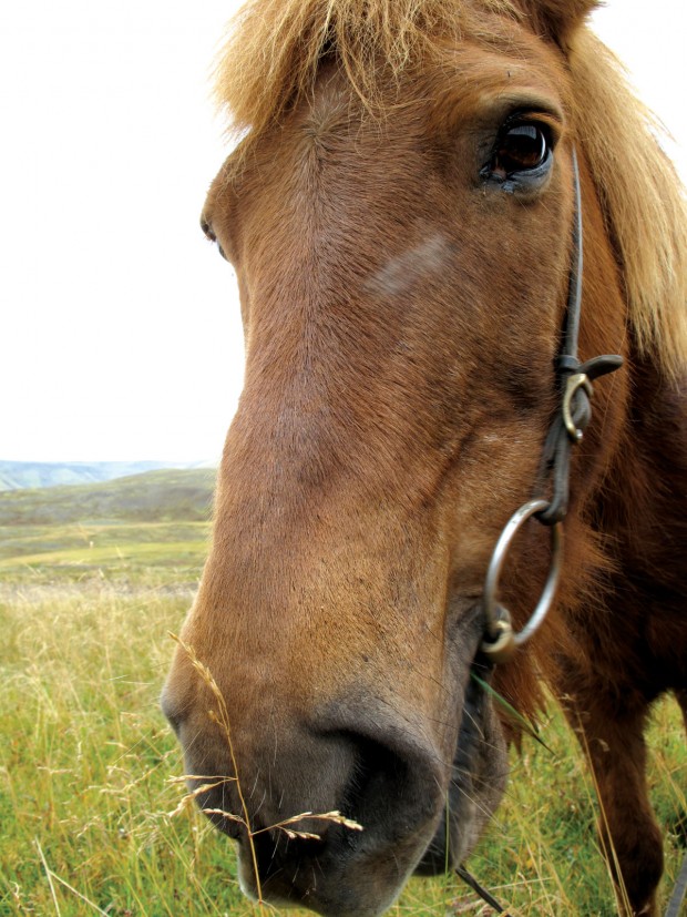 Iceland, horse