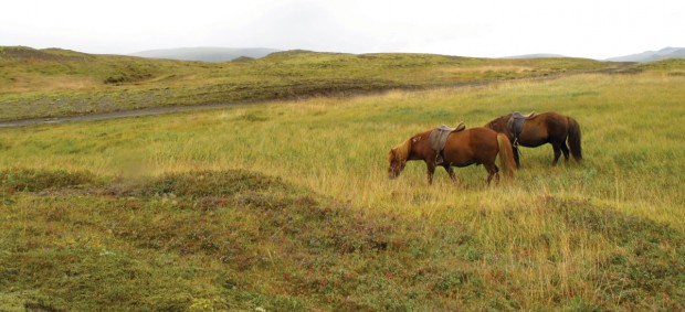 Iceland, horse
