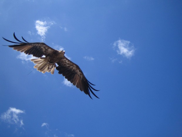 Sydney, Australia, eagle