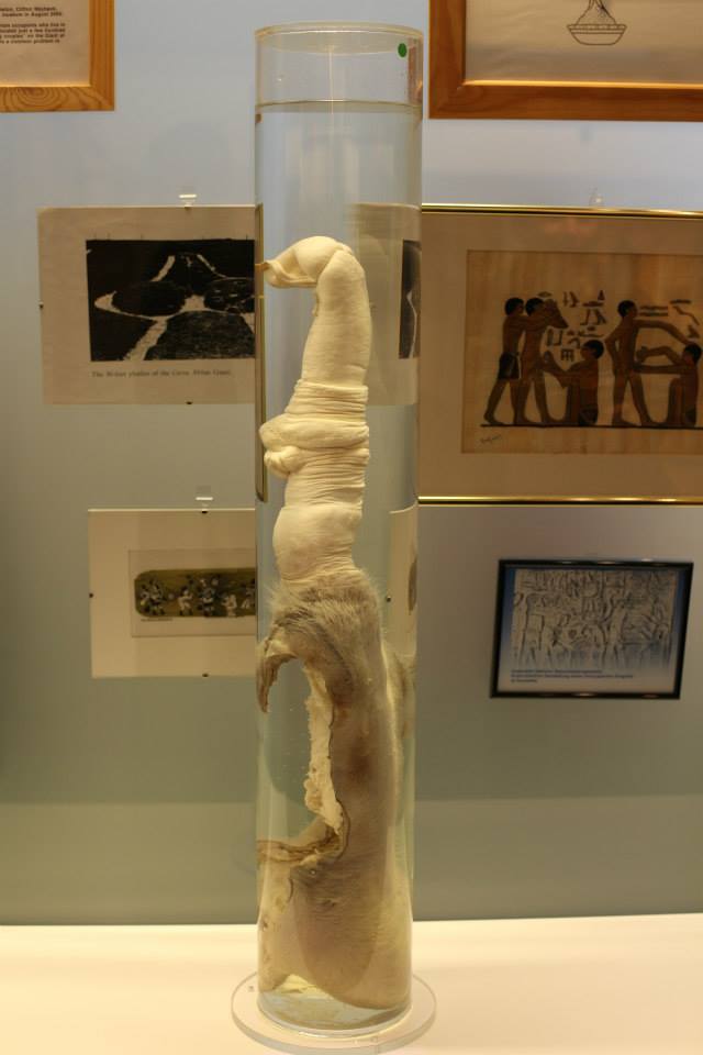 Phallological Museum