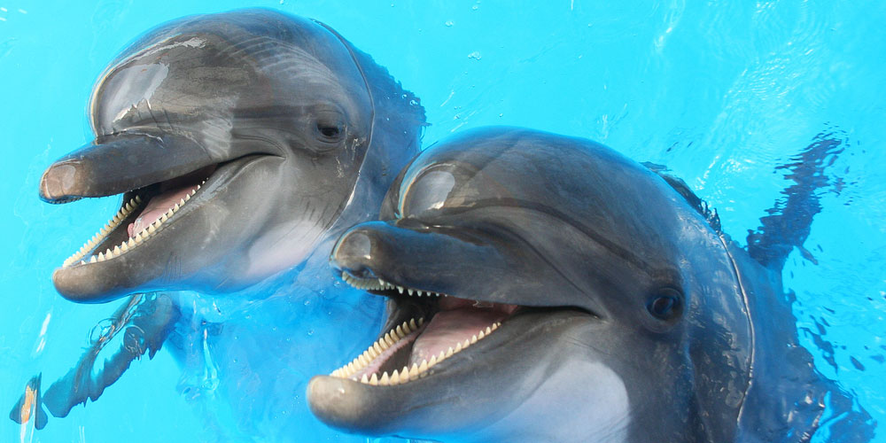 Les dauphins australiens sont homos, bis et font des orgies (juste comme nous)