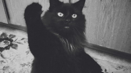 Mon Chat M'attaque Mais Pas Mon Copain Les utilisateurs d'Hornet racontent en dix mots leur pire anecdote au lit