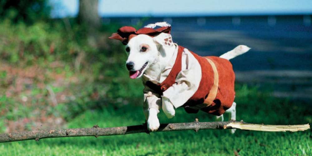 Is Wishbone the Literature-Loving Dog the Secret Gay Icon We Never Knew We Needed?