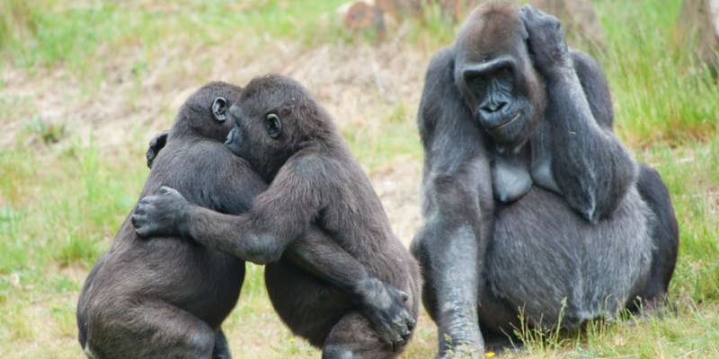 gay gorillas 01, animal homosexuality 01 scott lively governor