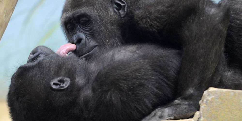 Don’t Be Dumb at Brunch: Gay Gorillas, a New Drag Box and Right-Wing Homophobes Are Shady AF