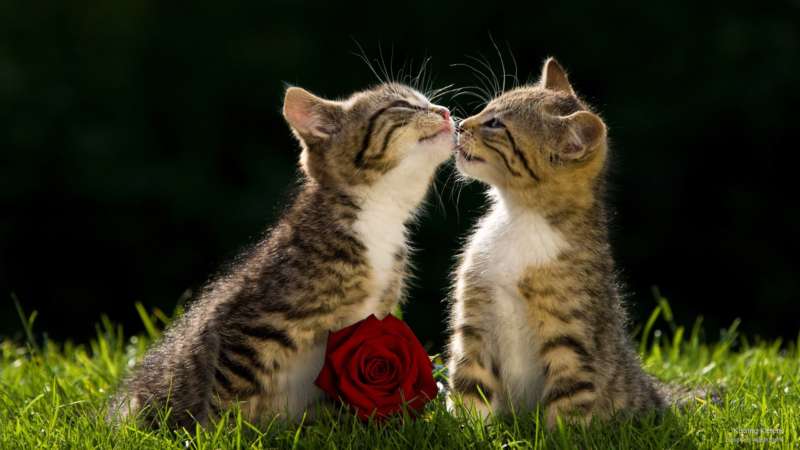 facebook community standards kittens