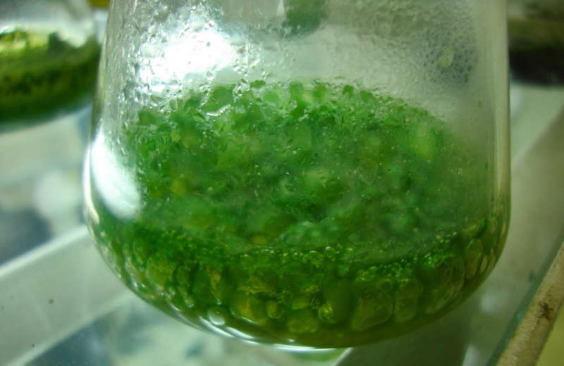 first color of life on earth modern cyanobacteria