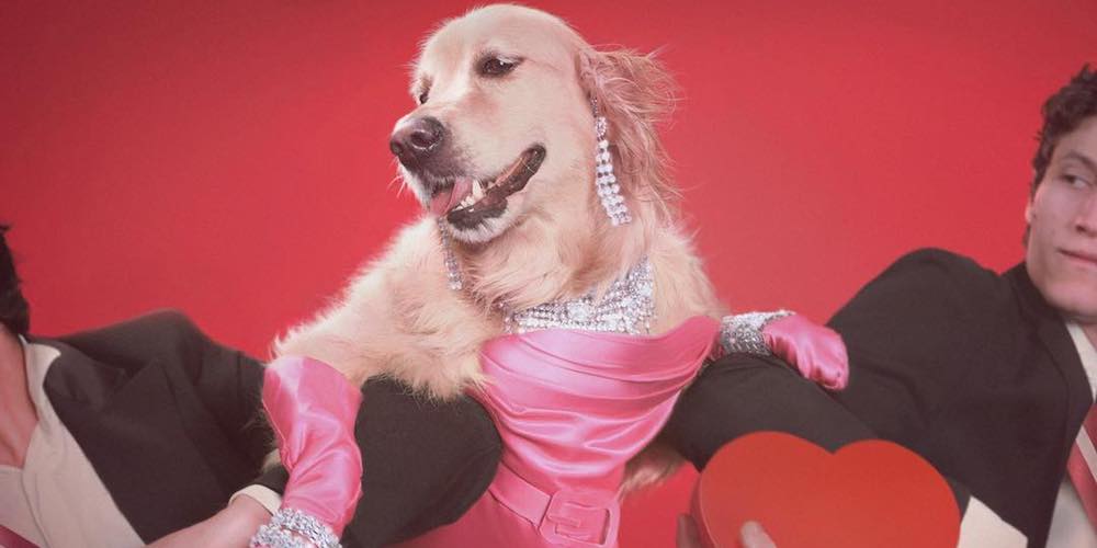 This French Photographer Styled His Dog After Iconic Madonna Images to Fundraise for Her Charity