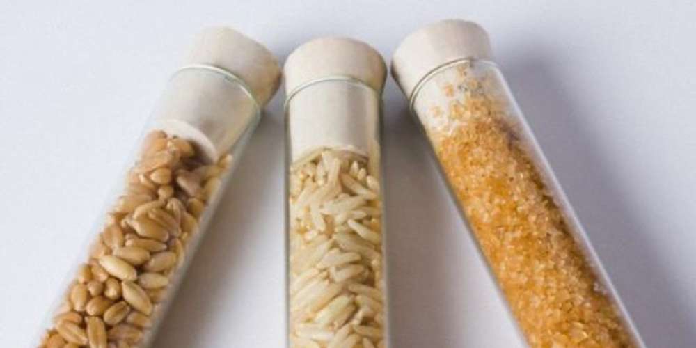 Ciência contra o HIV: arroz geneticamente modificado pode neutralizar vírus
