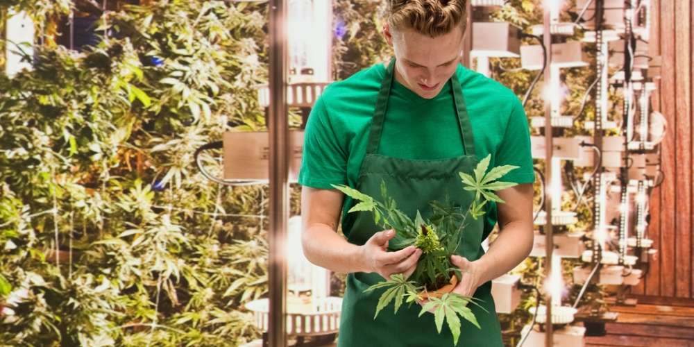 Mormons Want to Use ‘Masterpiece Cakeshop’ to Block Legal Weed in Utah
