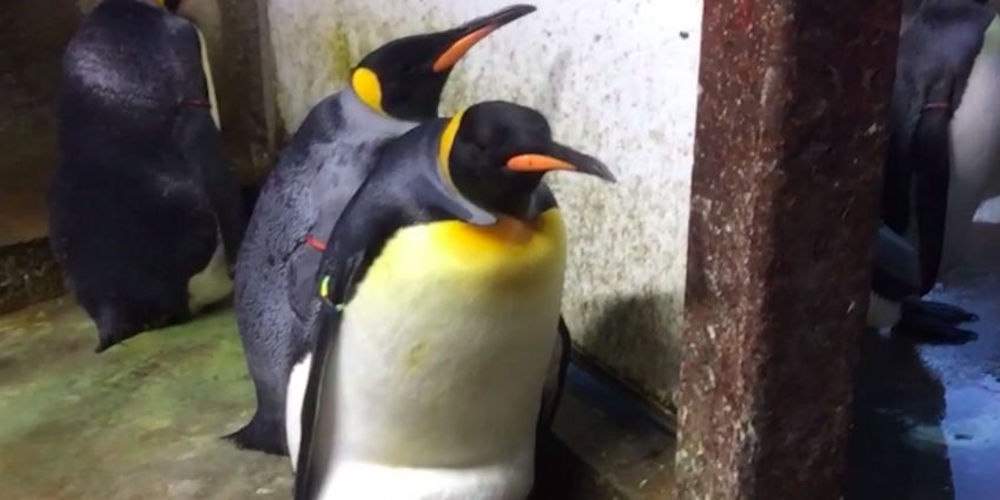 Gay Penguins Start Drama in a Denmark Zoo by Stealing Another Couple’s Chick