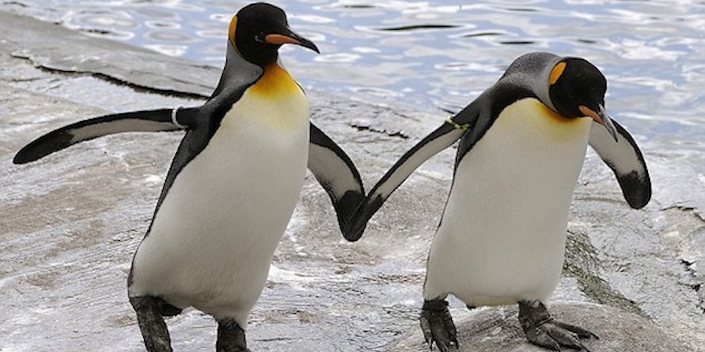 Don’t Be Dumb at Brunch: Kavanaugh’s Roommates Spill Tea While Gay Penguins Become Parents