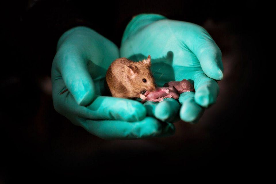 morgan mcmichaels mice