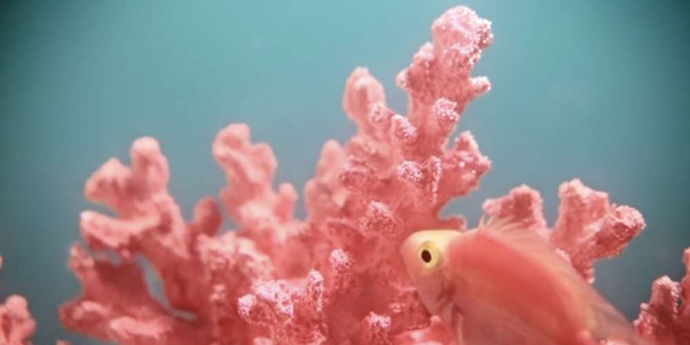 Pantone’s Color of the Year for 2019, Living Coral, Is Meant to Make You Optimistic