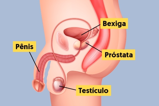 próstata