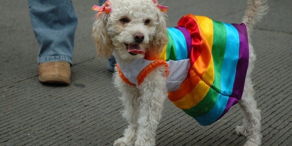 Terceira Cãominhada da Diversidade traz tema Família MultiEspécie durante Parada LGBT de SP