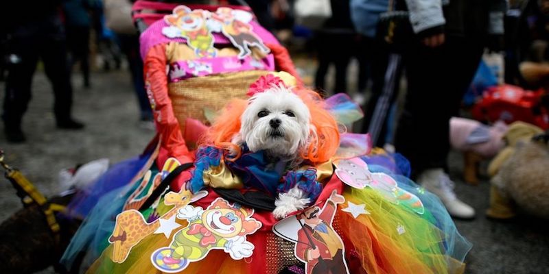 Эти замечательные Собаки Гордости (Pride Dogs) здесь, чтобы пожелать Вам счастливого июня